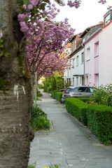 Ludwigshafen, 10.04.2020: Blooming avenue in the middle of a Ludwigshafen residential area in mid-April with a view of the impressive bridge