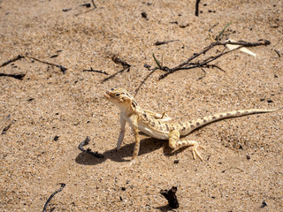 Small newly described agama, Phrynocephalus sakoi, in the Oman desert