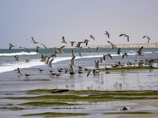 Flock of seagulls gather food on the seashore, Oman