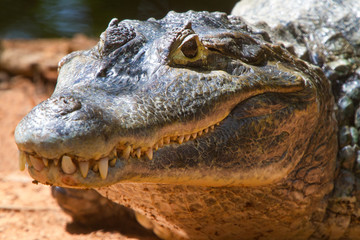 
Crocodile sunbathe to adjust the body temperature with bright eyes.