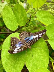 Schmetterling Nahaufnahme auf grünem Blatt