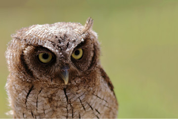 closeup of an owl (Tropical Screech-Owl) with blurred background and ad space