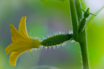 
small cucumber with a yellow flower