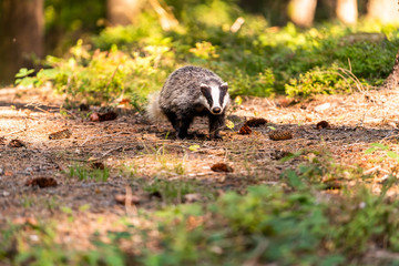 Naklejka premium The Forest Badger (Meles Meles) in its typical drenching. The badger is a beast of the weasel family.