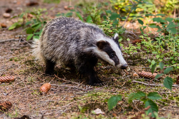 The Forest Badger (Meles Meles) in its typical drenching. The badger is a beast of the weasel family.