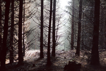 Obraz premium Nebeliger Nadelwald mit Blick auf eine Lichtung im Gegenlicht