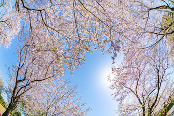 静岡県富士市岩本山公園の桜