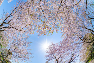 静岡県富士市岩本山公園の桜