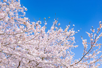 静岡県富士市岩本山公園の桜