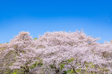 静岡県富士市岩本山公園の桜