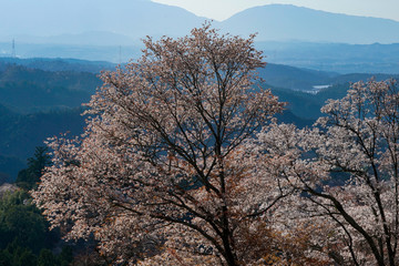 Sakura in Yoshino, Nara, 2020
