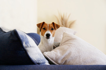Cute one year old Jack Russel terrier puppy with folded ears chilling on the couch in pile of colorful cushions with textured print. Adorable small breed doggy. Close up, copy space, background.