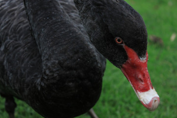 【 New Zealand 】black swan portrait