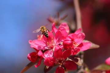 bee on pink flower