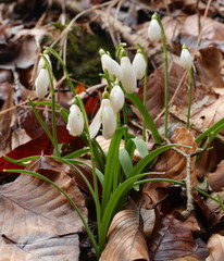 spring snowdrop flowers