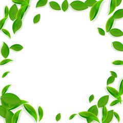 Falling green leaves. Fresh tea chaotic leaves fly