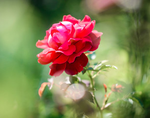 Obraz premium Red rose on a green natural background. Close-up