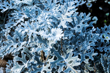 Jacobaea maritima, commonly known as silver ragwort, a perennial plant species, native to the Mediterranean region.