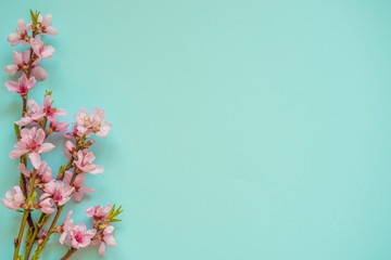 Sakura flowers on a blue background. Spring flowers background. Place for text