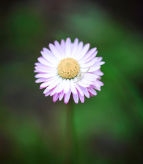 Obraz premium lonely flower on a natural green background. Flowering
