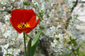 Stunning beauty of a Tulip blooming against the background of cherry flowers.
