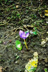 Crocus flowers. First spring crocus flowers. View of Crocus flowers in an autumn day.