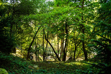 The forest around the Sinca Veche temple. Landscape of the beautiful area of hermitage and temple of Sinca Veche. Brasov, Romania.