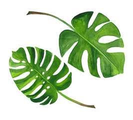 Watercolor set of tropical monstera leaf isolated on a white background.