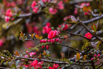 Red Japanese quince blooms in springtime. Kubota Garden, Seattle, WA, USA