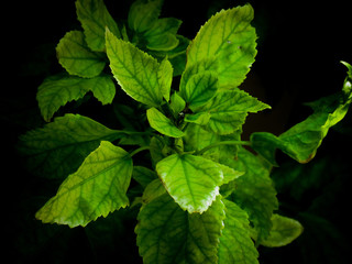 Fototapeta na wymiar mint leaves on black background