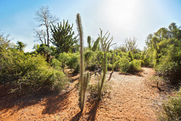 Forest with small baobab and octopus trees, bushes and grass growing on red dusty ground, strong sunbacklight
