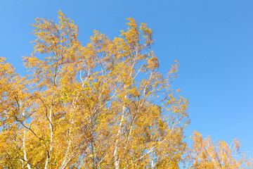 Fototapeta premium Birch tree tops with yellow autumn leaves against clear blue sky