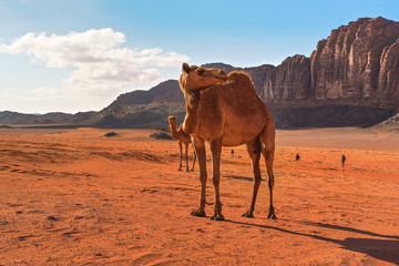 Group of camels, one large animal in foreground, walking on orange red sand of Wadi Rum desert,...