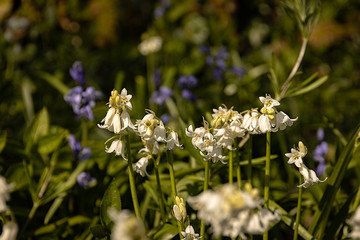 White Bells amongst the Blue Bells in Cornwall UK