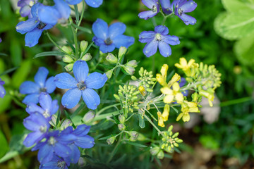 デルフィニウムと葉牡丹の花