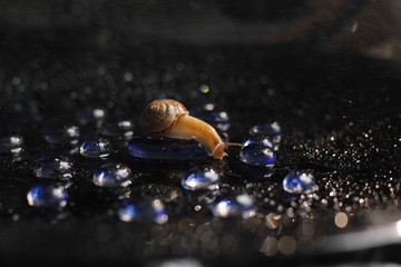 snail on a stone