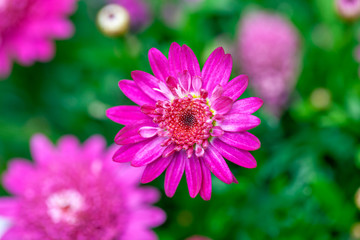 Obraz premium 八重咲きダブルのマーガレット オステオスペルマム