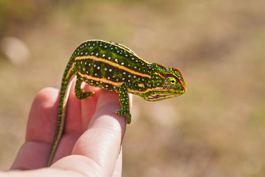 Tiny Jewelled Campan chameleon - Furcifer campani - resting on white man hand. Chameleons are endemic to Madagascar and can be seen in Andringitra National Park