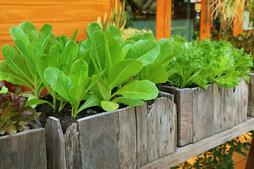 Cos and Frillice Iceberg Lettuce Growing in Wooden Containers at House's Backyard