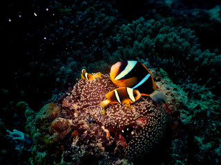 Fototapeta na wymiar close-up clownfish in anemone