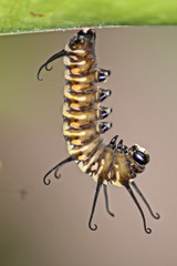 caterpillar on a branch