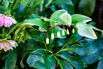 アマドコロの花とクリスマスローズ