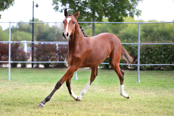 Fototapeta premium Beautiful chestnut foal runs across the showng ground