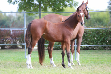 Obraz premium Young doal and mare spending time together