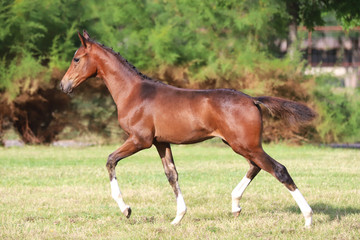 Fototapeta premium Beautiful chestnut foal runs across the showng ground