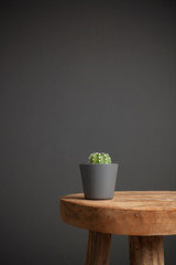 Little cactus on a wooden stool in a matte gray pot against a dark gray background.