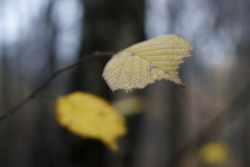 Autumn leaf