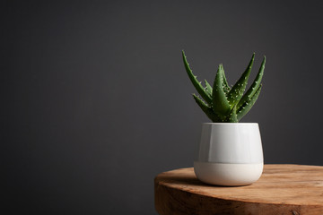 aloe vera plant on a wooden in a gray porcelain pot against a dark gray wall.