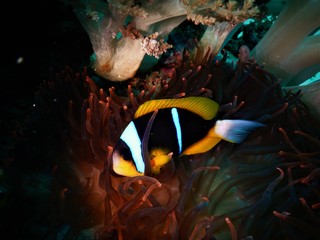 close-up Clownfish in anemone