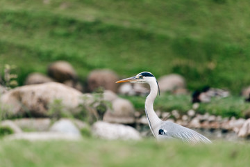 Graureiher auf Nahrungssuche in einem kleinen See